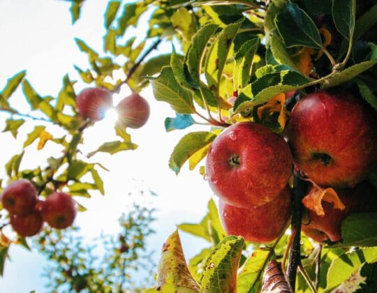 Äpplen, blad och grenar